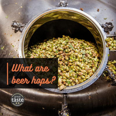 What are beer hops?